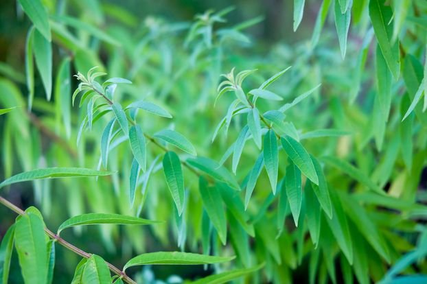 verveine citronelle