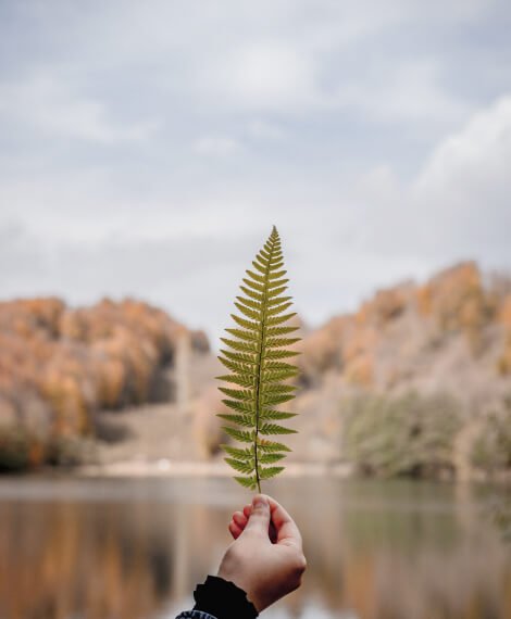 Accueil Leaf 1