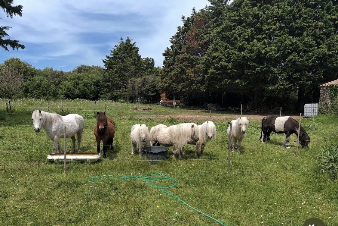 Poneys Ker Pacaud 1
